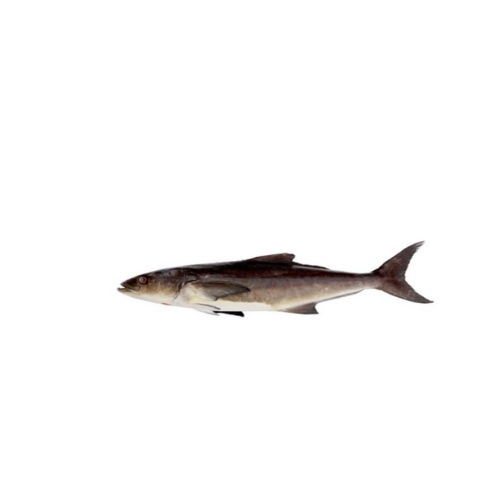 Cobia (Sangra) fish (per kg) - Niamm Seafood